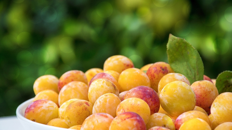 L’index glycémique de la mirabelle