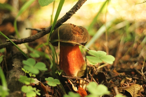 5 champignons peu connus mais délicieux à savourer en automne