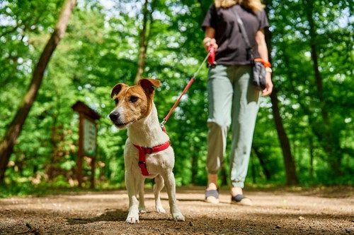 Pas besoin de courir : découvrez les micro-promenades pour booster votre santé et brûler des calories en quelques minutes