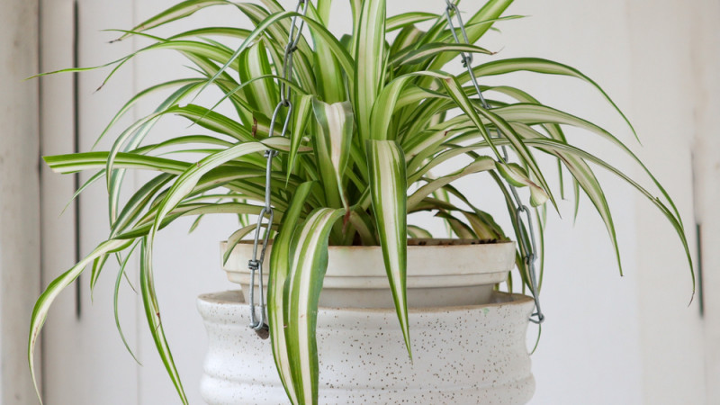 plante arraignée