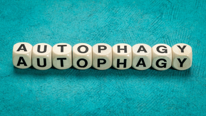 C’est quoi l’autophagie ?