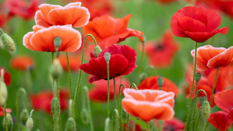 Tout savoir sur le syndrome du grand coquelicot 