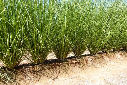 Vrai-Faux sur le vétiver