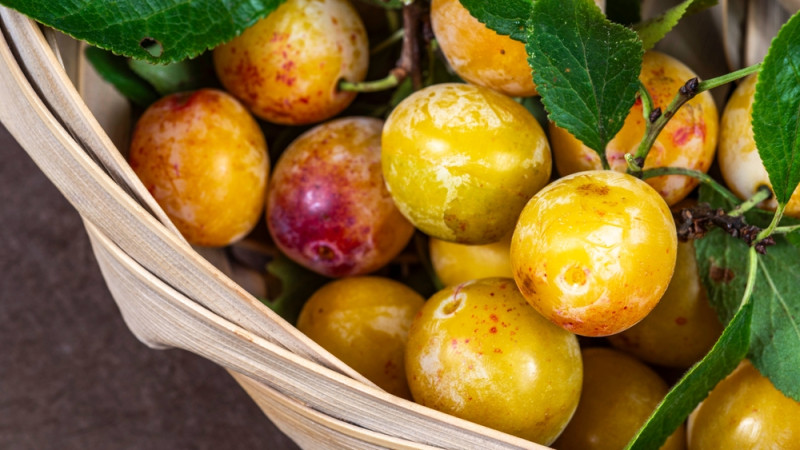 5 bonnes raisons de manger des mirabelles