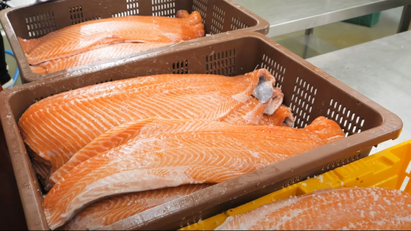 filets de saumon frais