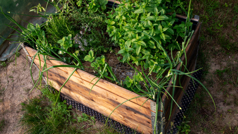 Petit budget : comment faire un potager 100% récup ?