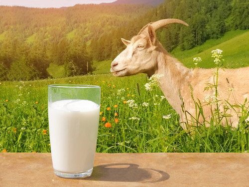 Le lait de chèvre : un allié pour votre digestion et votre bien‑être ?