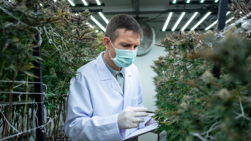 Tout savoir sur le cannabis thérapeutique