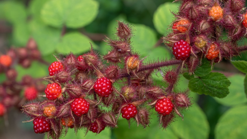 La ronce du Japon, petite merveille des jardins !