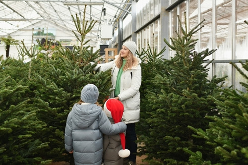 Comment bien choisir son sapin de Noël en magasin ?