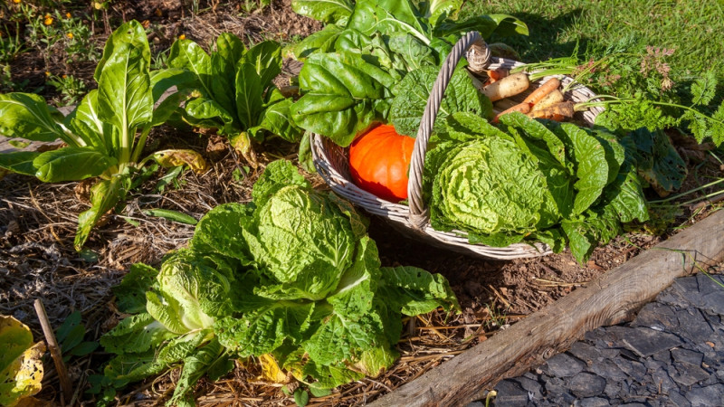 panier de légumes avec de la poirée