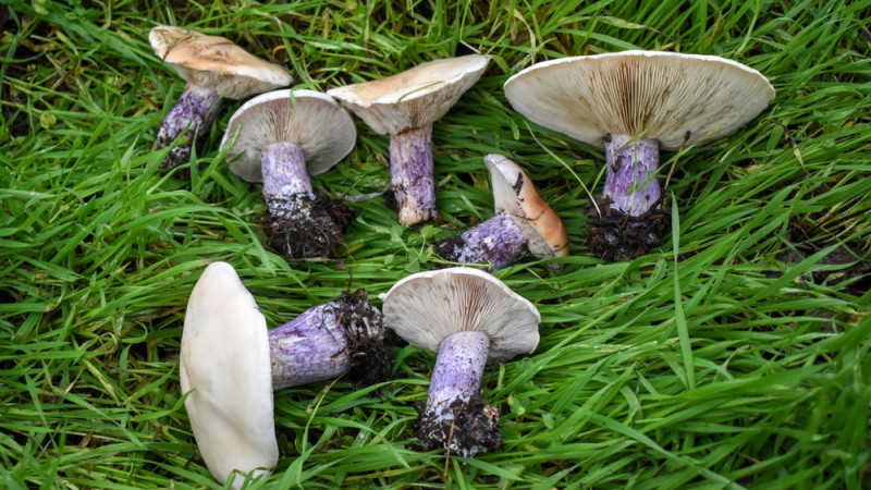 champignons pieds bleus