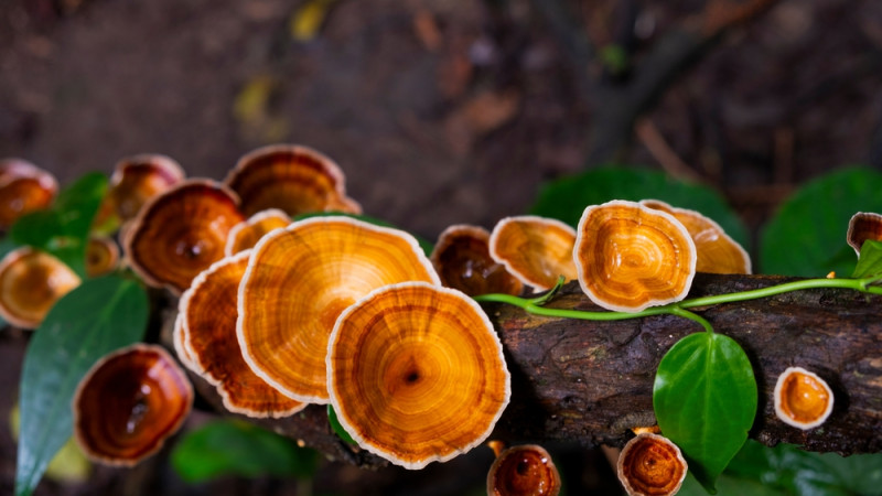 champignon reishi