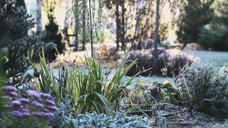 jardin en hiver