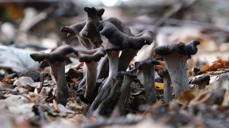 trompettes de la mort