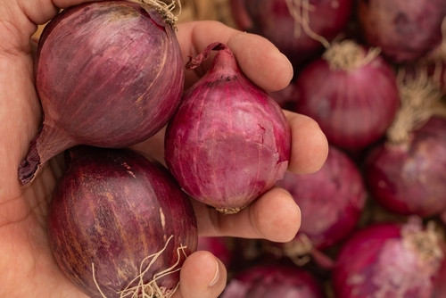Oignon rouge : 5 bonnes raisons d’en mettre dans vos assiettes