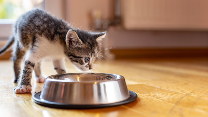 chaton qui mange dans un bol
