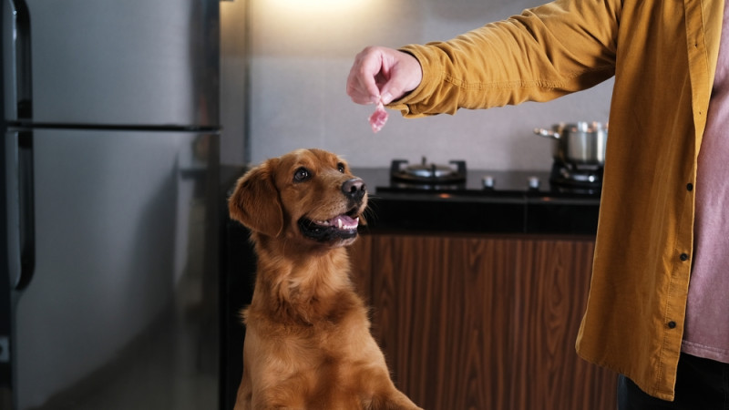 propriétaire donne à manger à son chien 