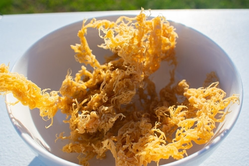 Sea moss : le super-aliment marin qui séduit les stars… mais faut-il vraiment succomber ?