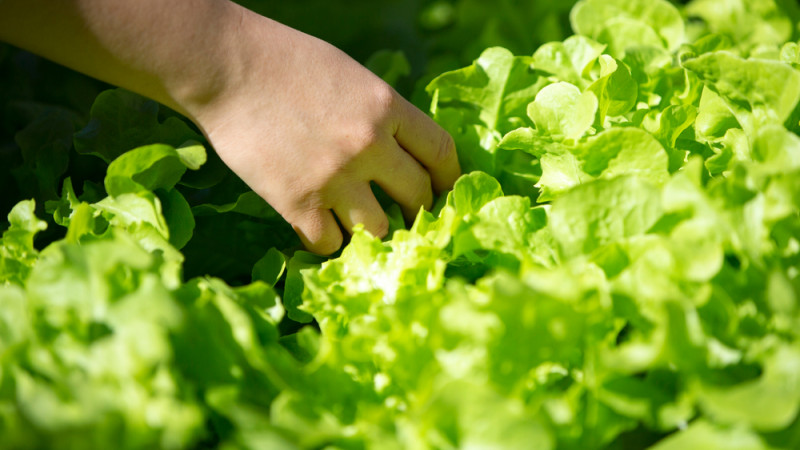 des laitues fraiches