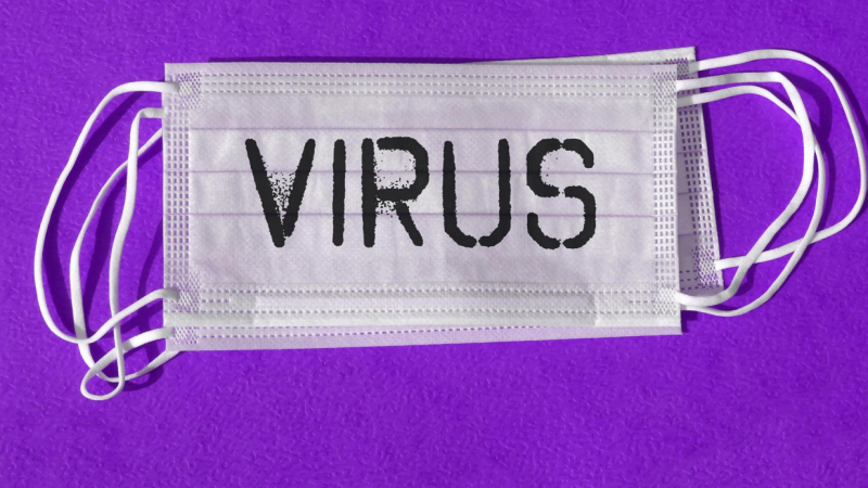 Vrai ou Faux sur l’hantavirus : ce qu’il faut vraiment savoir