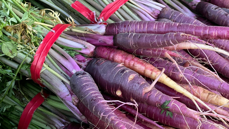 carotte violette