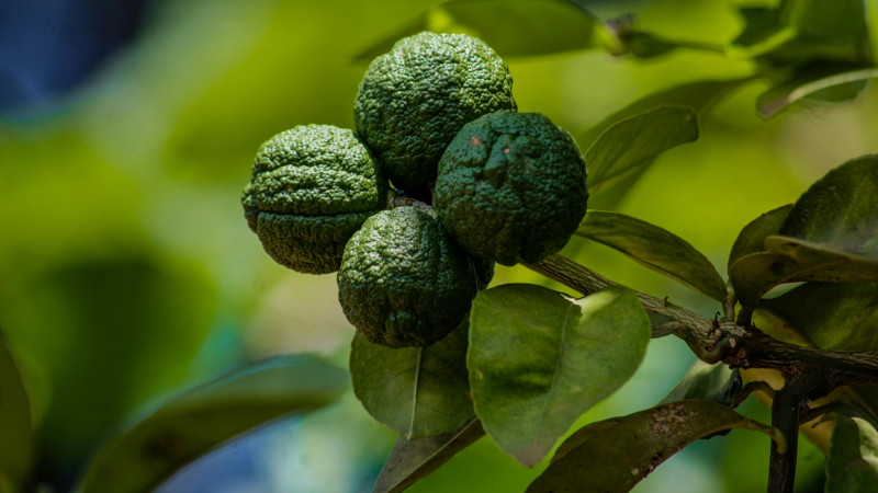 citron combava