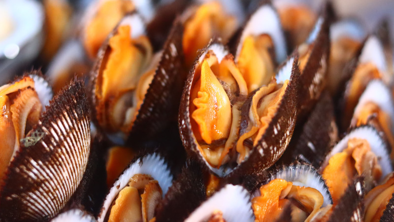 coquillages