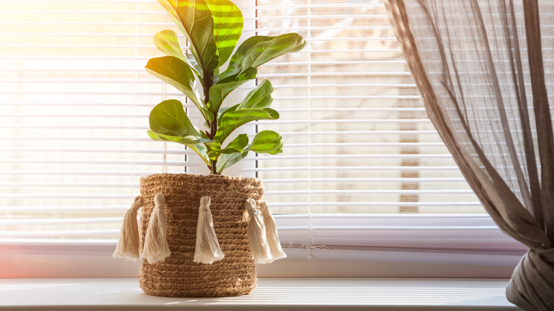 plante ficus 