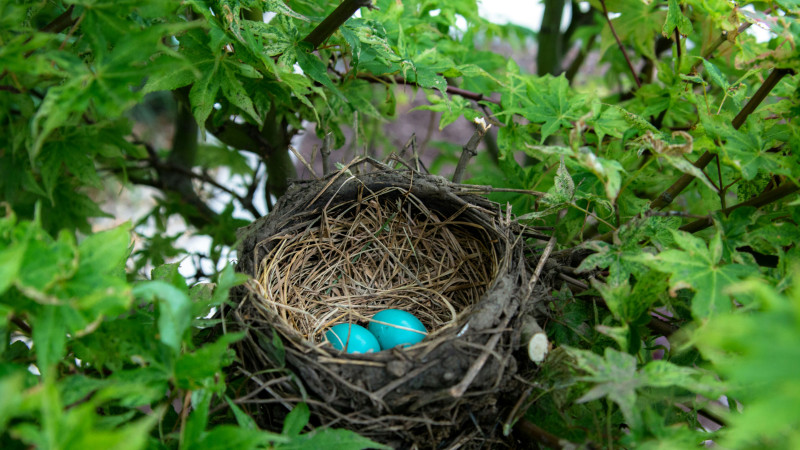 two eggs in bird nest